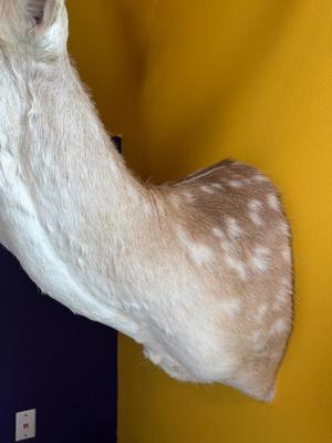 Fallow Deer Shoulder Mount with Palmate Antlers