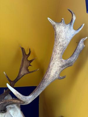 Fallow Deer Shoulder Mount with Palmate Antlers