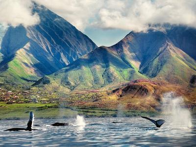 Framed Maui Whale Photography Print