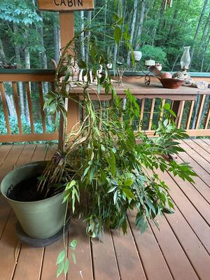 Huge Schefflera Plant (Umbrella Plant/Tree)