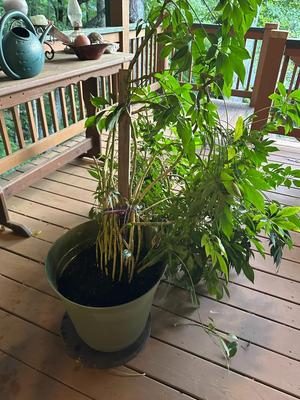 Huge Schefflera Plant (Umbrella Plant/Tree)