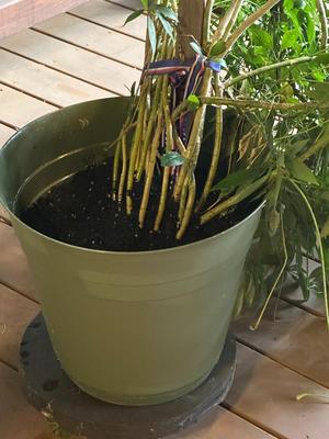 Huge Schefflera Plant (Umbrella Plant/Tree)