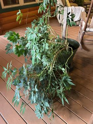 Huge Schefflera Plant (Umbrella Plant/Tree)