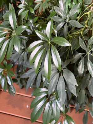 Huge Schefflera Plant (Umbrella Plant/Tree)