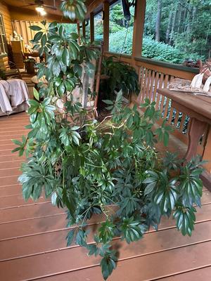 Huge Schefflera Plant (Umbrella Plant/Tree)