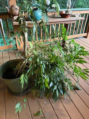 Huge Schefflera Plant (Umbrella Plant/Tree)