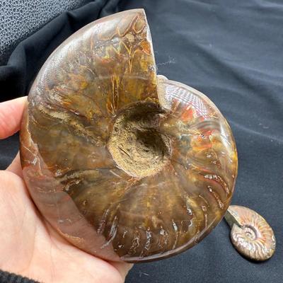 Collection of Agates and Ammonites (B1-BM)