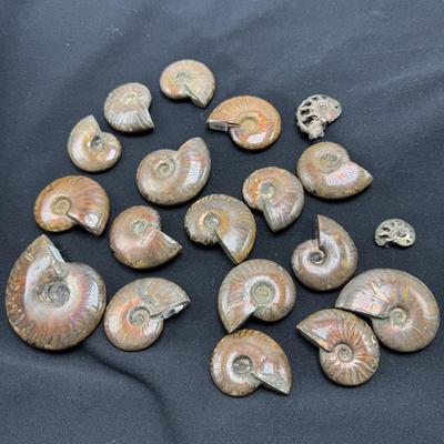 Collection of Agates and Ammonites (B1-BM)