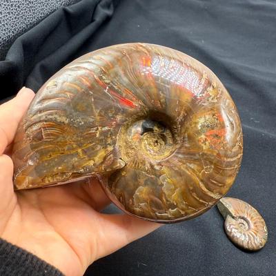 Collection of Agates and Ammonites (B1-BM)