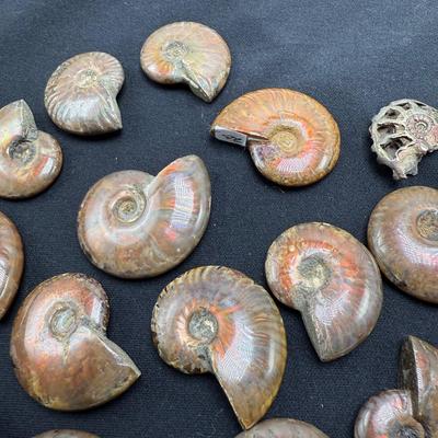 Collection of Agates and Ammonites (B1-BM)