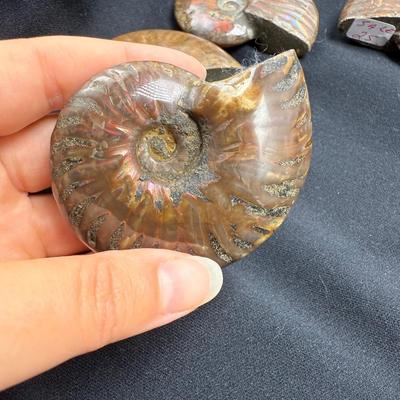 Collection of Agates and Ammonites (B1-BM)