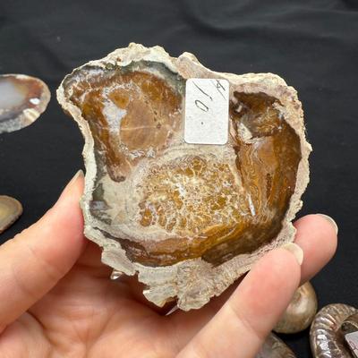 Collection of Agates and Ammonites (B1-BM)