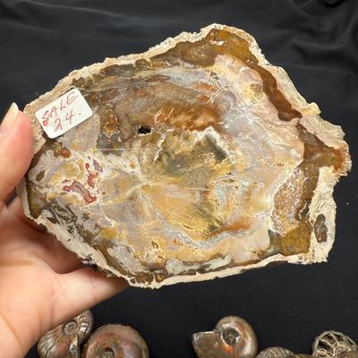 Collection of Agates and Ammonites (B1-BM)