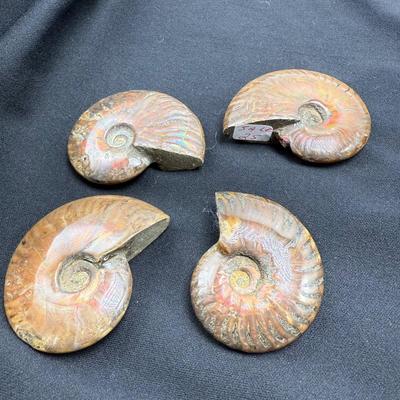 Collection of Agates and Ammonites (B1-BM)