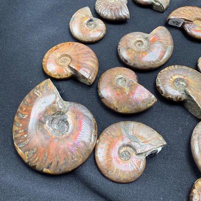 Collection of Agates and Ammonites (B1-BM)