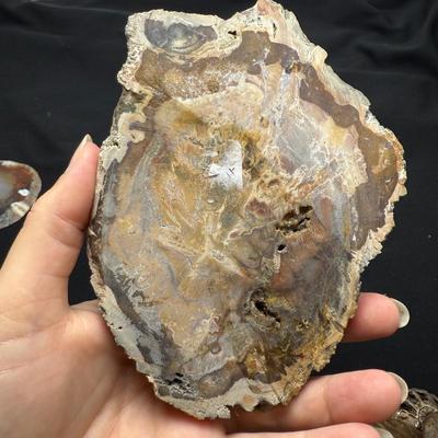 Collection of Agates and Ammonites (B1-BM)