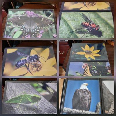 Profolio of Photographs 12x18 Suitable for Framing at least 40 in Binder