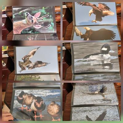 Profolio of Photographs 12x18 Suitable for Framing at least 40 in Binder
