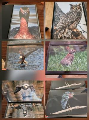 Profolio of Photographs 12x18 Suitable for Framing at least 40 in Binder