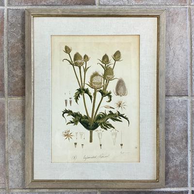 Sale Photo Thumbnail #951: Hand-colored
Has linen matting
Measures: 21.5" wide x 27.5" high
John Miller- Great Britain