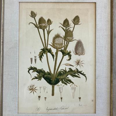 Sale Photo Thumbnail #955: Hand-colored
Has linen matting
Measures: 21.5" wide x 27.5" high
John Miller- Great Britain
