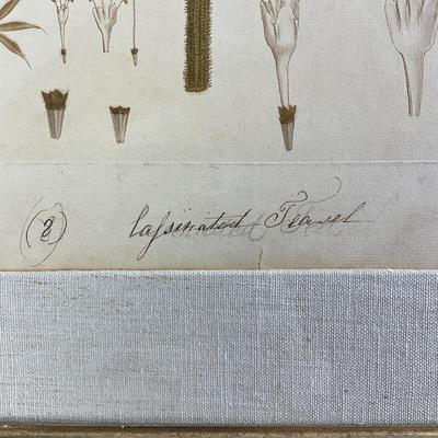Sale Photo Thumbnail #954: Hand-colored
Has linen matting
Measures: 21.5" wide x 27.5" high
John Miller- Great Britain