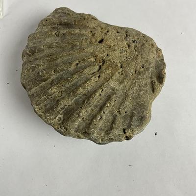 Sale Photo Thumbnail #1471: Clam: 4" long x 4.5" wide
Bowl piece: 9.5" long
