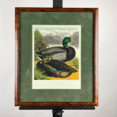 001 Waterfowl Print In Burl Wood Frame With Matting Drawn By Ludlow