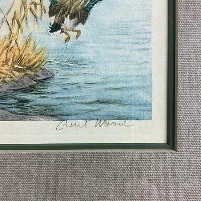 002 Retriever Hunting Dog With Duck In Flight Etching Hand-Colored By Paul Wood