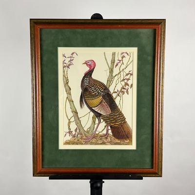 011 Vintage Wildlife Lithograph Depicting A Male Wild Turkey