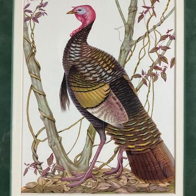 011 Vintage Wildlife Lithograph Depicting A Male Wild Turkey