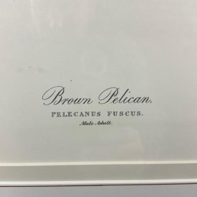 013 After J. J. Audubon Brown Pelican Birds of America Reproduction Print