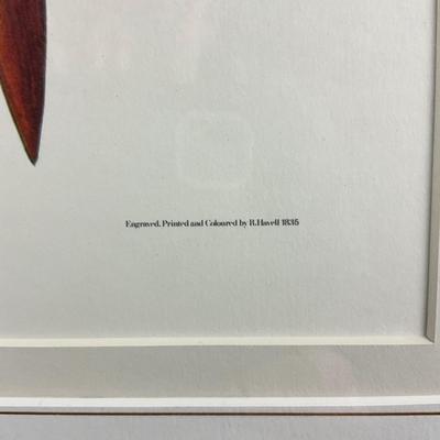 013 After J. J. Audubon Brown Pelican Birds of America Reproduction Print