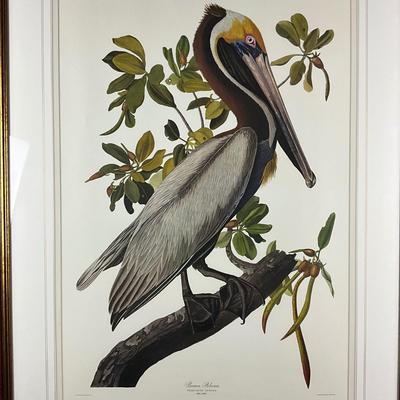013 After J. J. Audubon Brown Pelican Birds of America Reproduction Print