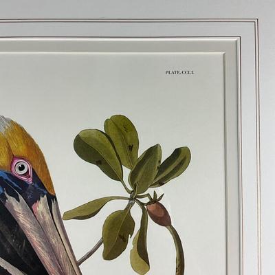 013 After J. J. Audubon Brown Pelican Birds of America Reproduction Print