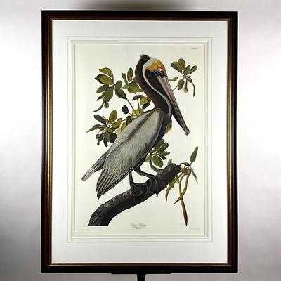 013 After J. J. Audubon Brown Pelican Birds of America Reproduction Print