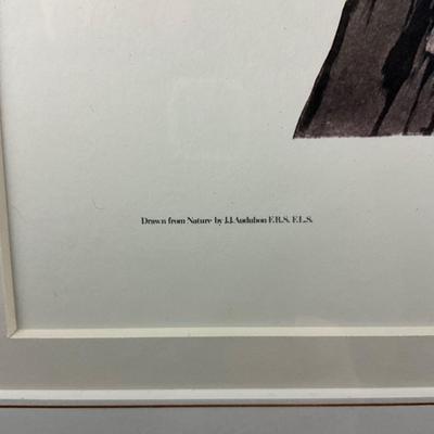 013 After J. J. Audubon Brown Pelican Birds of America Reproduction Print