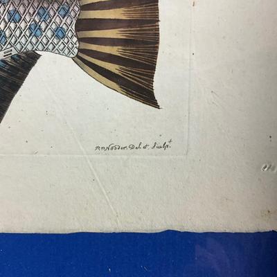 113 Antique Framed Fish Engraving