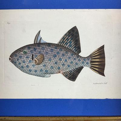 113 Antique Framed Fish Engraving
