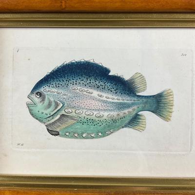 127 After Edward Donovan Fish Framed In Burl Grain Maple