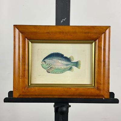 127 After Edward Donovan Fish Framed In Burl Grain Maple