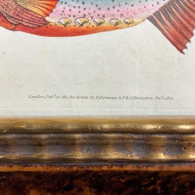128 After Edward Donovan Fish Framed Engraving Circa October 1802