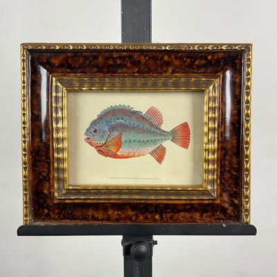 128 After Edward Donovan Fish Framed Engraving Circa October 1802