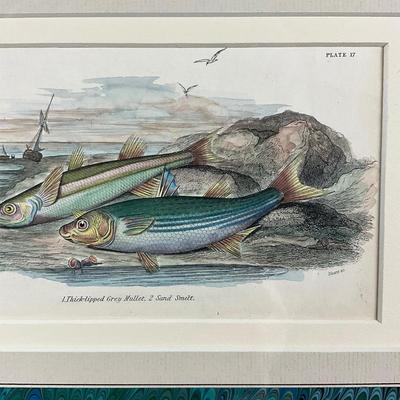 129 Vintage Fish Etching Green Mallet Sand Smelt