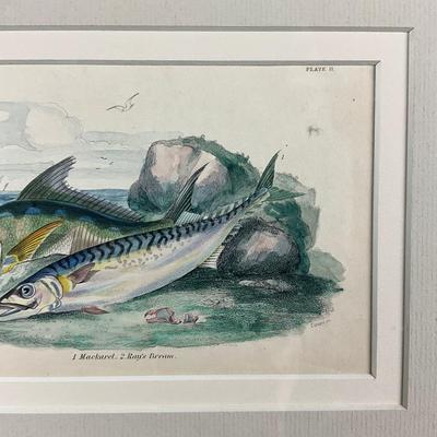 130 Vintage Fish Etching Mackerel Ray's Bream