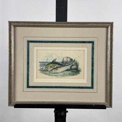 130 Vintage Fish Etching Mackerel Ray's Bream