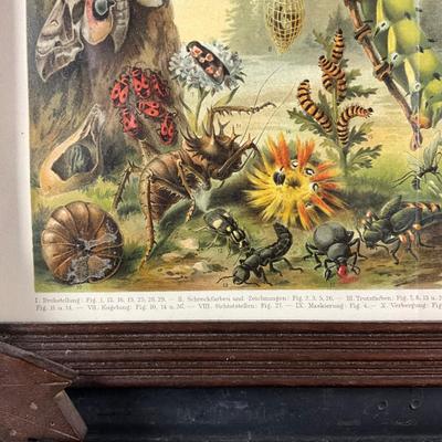 135 Tramp Frame With Botanical Moths, Butterflies And Vegetation