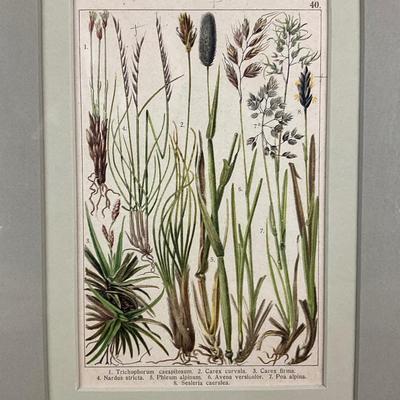 136 Pair of Framed Antique Hand-Colored Botanical Engravings Of Ferns & Grasses