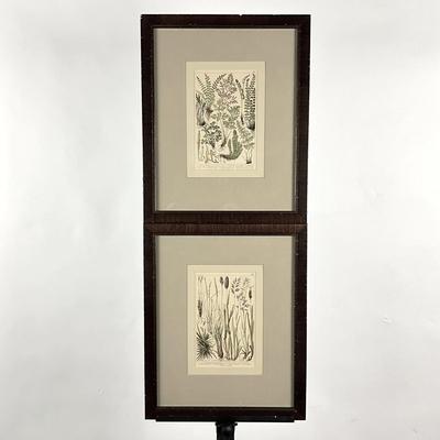 136 Pair of Framed Antique Hand-Colored Botanical Engravings Of Ferns & Grasses