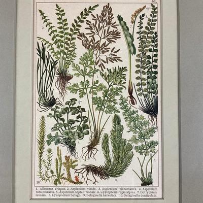 136 Pair of Framed Antique Hand-Colored Botanical Engravings Of Ferns & Grasses